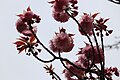 P264 緋桜 Hizakura 花の写真