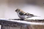 Thumbnail for File:Hoary Redpoll (5308632566).jpg