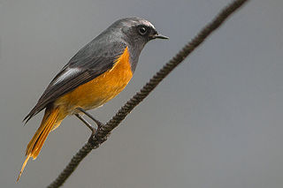 Hodgsons redstart Species of bird