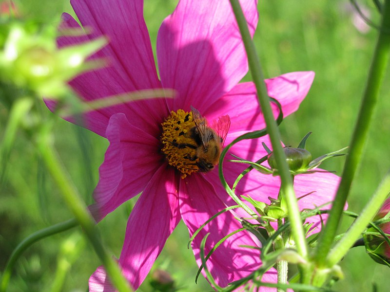 File:Hokubo Cosmos Park -03.jpg