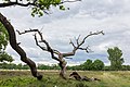* Nomination Walk through The Strubben-Kniphorstbos. Dead oak at the edge of the open field. --Famberhorst 17:29, 24 June 2017 (UTC) * Promotion Good quality. --Basotxerri 18:46, 24 June 2017 (UTC)