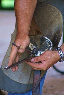 Werkowanie – przycinanie i korygowanie kształtu kopyt końskich wykonywane przez podkuwaczy lub strugaczy. Powinno być regularnie przeprowadzane co 6–8 tygodni. Po werkowaniu kopyto może pozostać niepodkute lub też podkute odpowiednią podkową. Główne narzędzia używane do korekcji kopyta to nóż do kopyt, cęgi oraz tarnik.