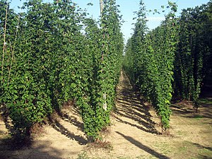 Echt Hoop (Humulus lupulus)