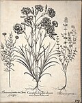 Miniatuur voor Bestand:Hortus Eystettensis, 1640 (BHL 45339 330) - Classis Aestiva 178.jpg