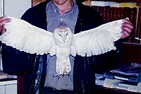 A barn owl in El Jadida Hourete di clotchi.jpg