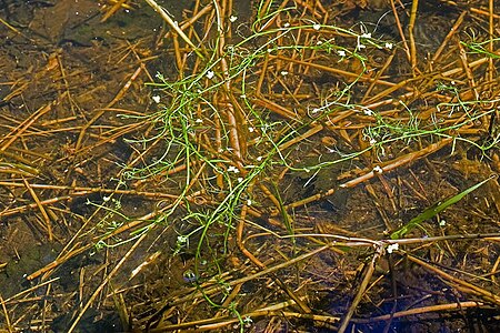 Howellia_aquatilis