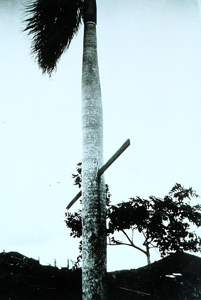 File:Hurricane winds drive a 10-foot 2X4 through a palm tree.jpg