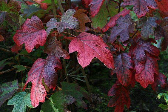 Hydrangea Quercifolia in autumn