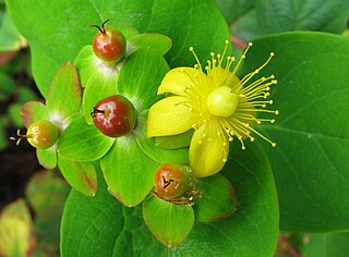 <i>Hypericum <span style="font-style:normal;">sect.</span> Androsaemum</i> Group of flowering plants