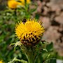 Thumbnail for Centaurea macrocephala