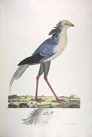 <span class="mw-page-title-main">John Frederick Miller</span> English illustrator and ornithologist (1759–1796)