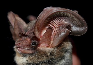 Allens big-eared bat Species of bat