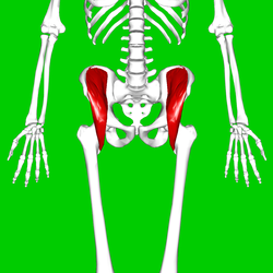 Iliacus muscle06.png