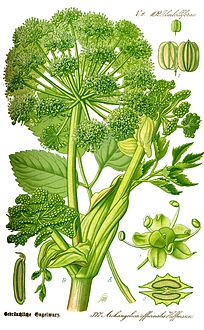 Illustration Angelica archangelica0 clean.jpg