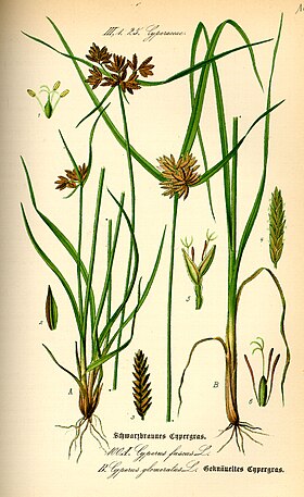 Illustration Cyperus fuscus0.jpg