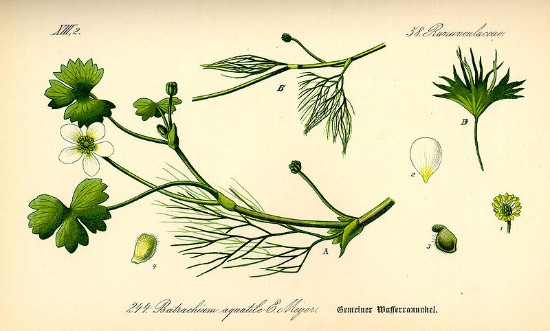 File:Illustration Ranunculus aquatilis0 landscape.jpg