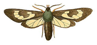 <i>Cosmosoma fenestrata</i> Species of moth