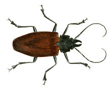 Ilustrace exotické entomologie Prionus Melanopus.jpg