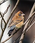 Thumbnail for File:Immature male blue grosbeak (41736).jpg