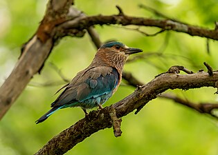 Indian roller (Coracias benghalensis), Karnataka State Bird