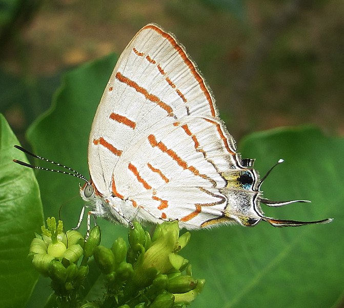 File:Iolaus on Jatropha variifolia (6741401363).jpg