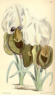 <i>Iris iberica</i> Species of plant