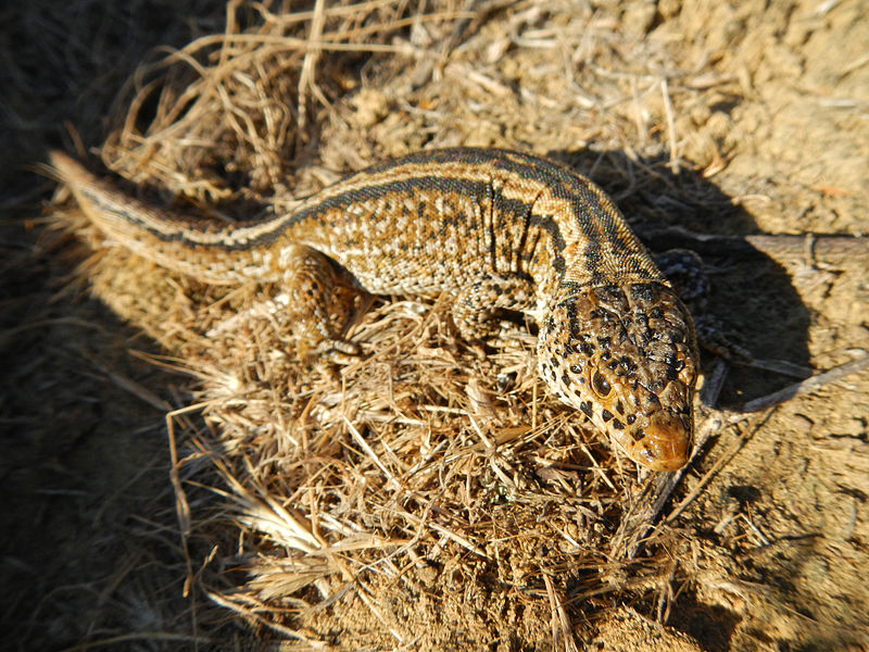 File:Island Night Lizard, San Nicolas Island, California..JPG