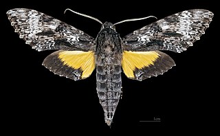 <i>Isognathus occidentalis</i> Species of moth
