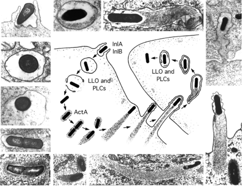 Stages in the intracellular life-cycle of Listeria monocytogenes