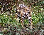 Jaguar in the Pantanal.jpg