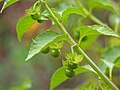 Young fruits, cultivated, Poland.