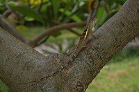 Japalura swinhonis