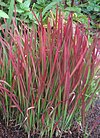 JapaneseBloodGrass2.JPG