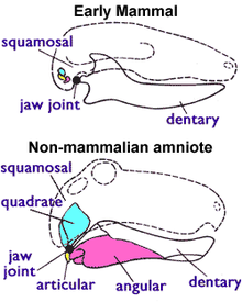 Mammalian and non-mammalian jaws. In the mammal configuration, the quadrate and articular bones are much smaller and form part of the middle ear. Note that in mammals the lower jaw consists of only the dentary bone. Jaw joint - mammal n non-mammal.png