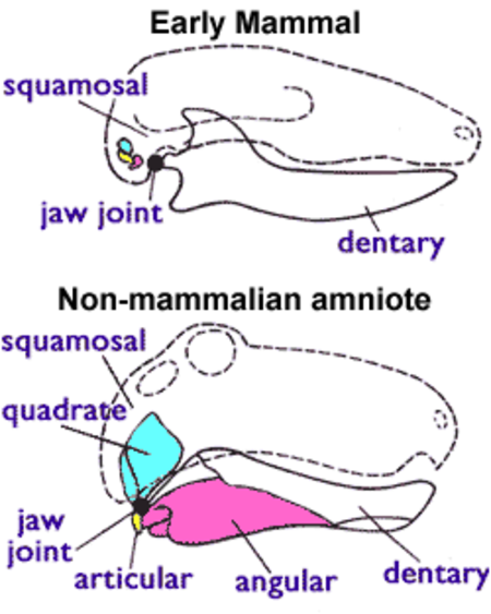 Tập_tin:Jaw_joint_-_mammal_n_non-mammal.png