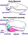 Jaw joint - mammal n non-mammal.png