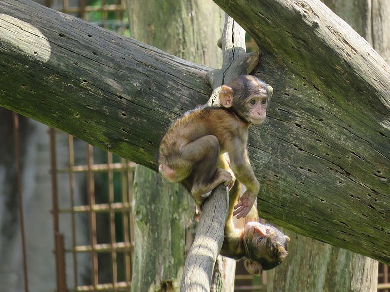 File:Jibea macaque enfant barbarie apenheul 2016.jpg