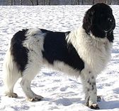 Seekor anjing Landseer