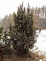 Juniperus communis at natural monument Jalovec, Číchov, Třebíč District.JPG