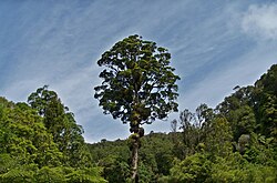 Kaitoke Tree.jpg