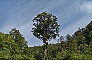 <i>Metrosideros robusta</i> Species of epiphyte