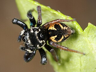 <i>Corythalia</i> Genus of spiders
