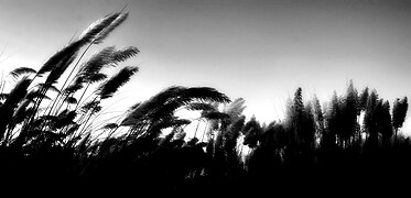 Kash (Kans Grass) in Monochrome (15411975752).jpg