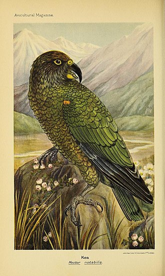 Kea, The Avicultural Magazine, March 1934. Artist: Lily A. Daff Kea, The Avicultural magazine 1932.jpg