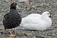 Goose, Kelp Chloephaga hybrida