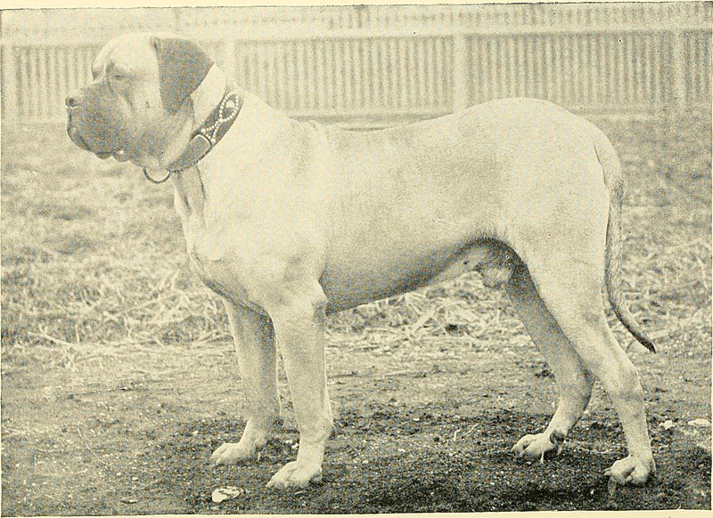 File:Kennel secrets - how to breed, exhibit, and mannage dogs (1904) (14773253875).jpg