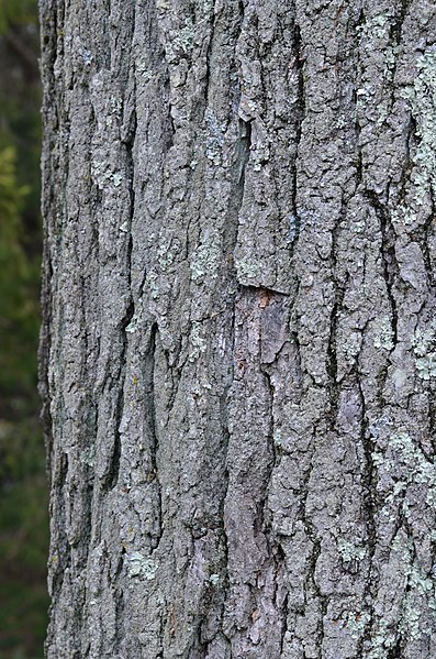 File:Kentucky Coffee Tree Gymnocladus dioicus Bark Vertical.jpg