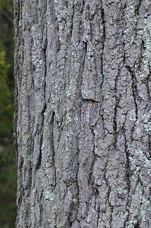 Tree bark – Nordic Food Lab Archive
