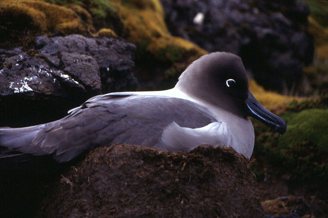Light-mantled albatross sitting on nest