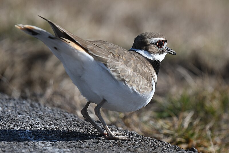 File:Killdeer - 51901587353.jpg